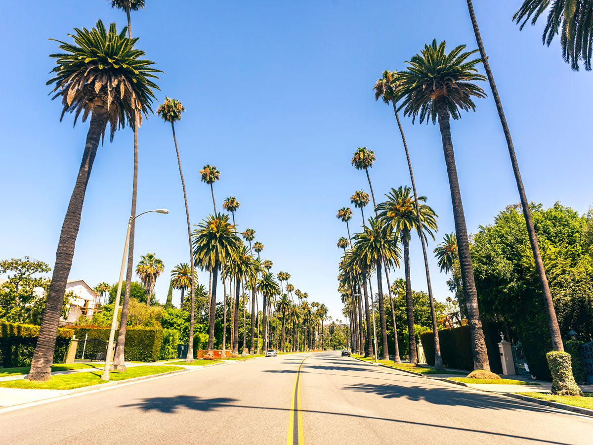 Palm trees lining street in Beverly Hills, California