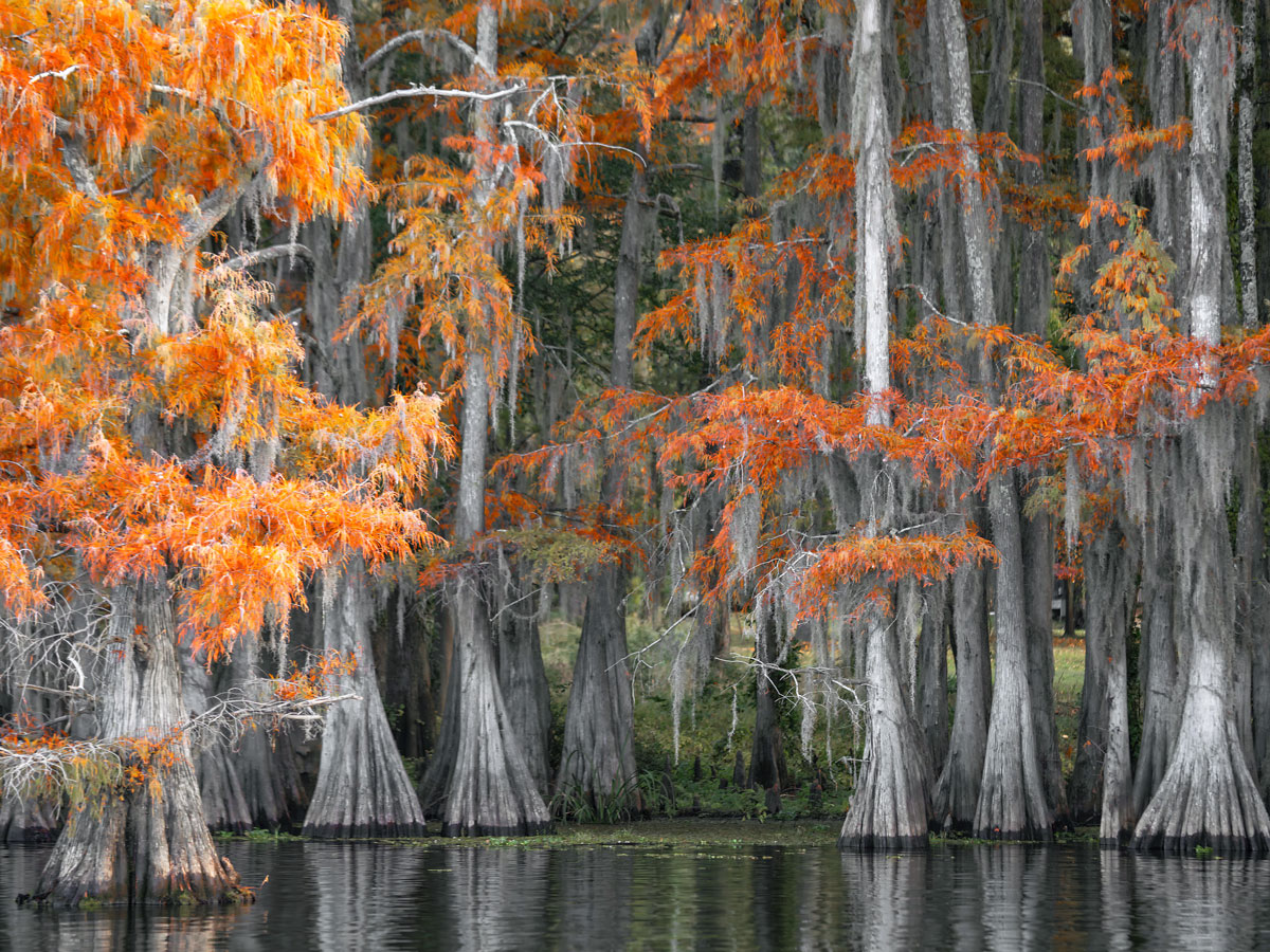 Trees by lake in autumn in Jefferson, Texas