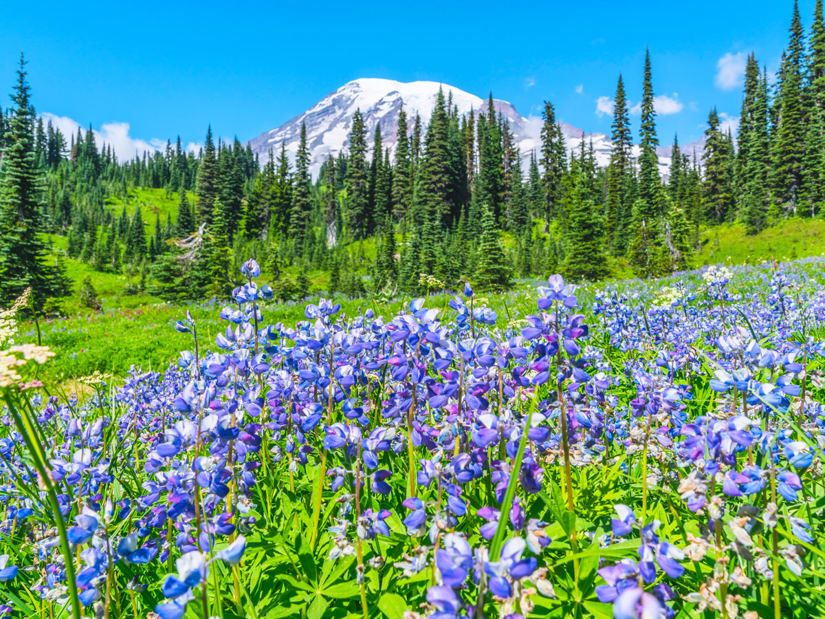 Colorful wildflowers with Mount Rainier in distance