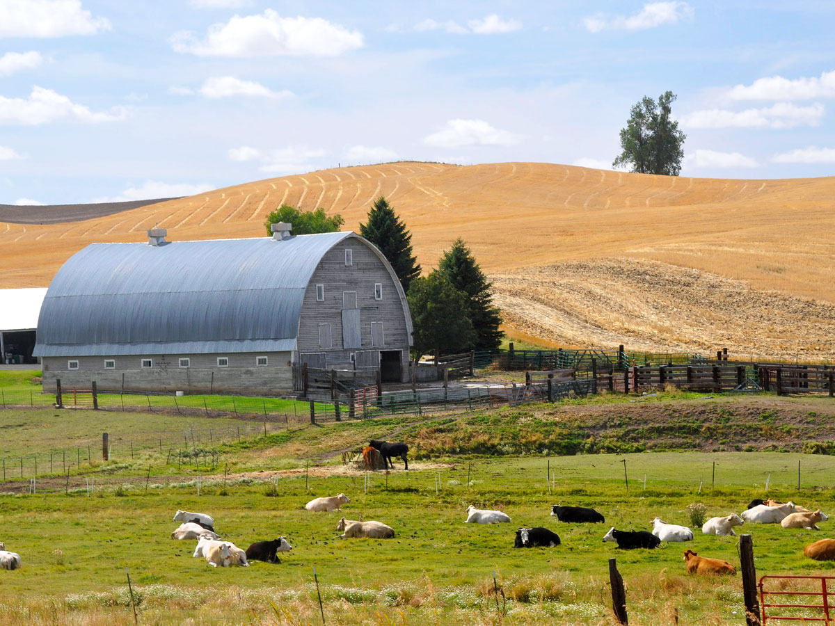 Cows on farm in the Palouse region of the Northwest U.S.