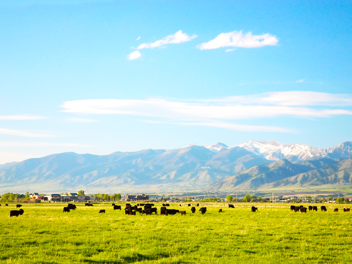 Cattle grazing in Montana with mountains in background