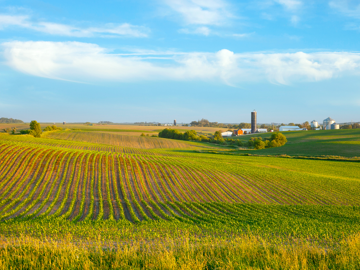 Iowa corn fields 