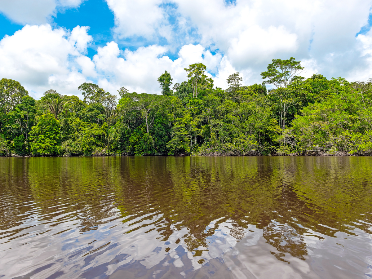 Jungle along the Amazon River in South America