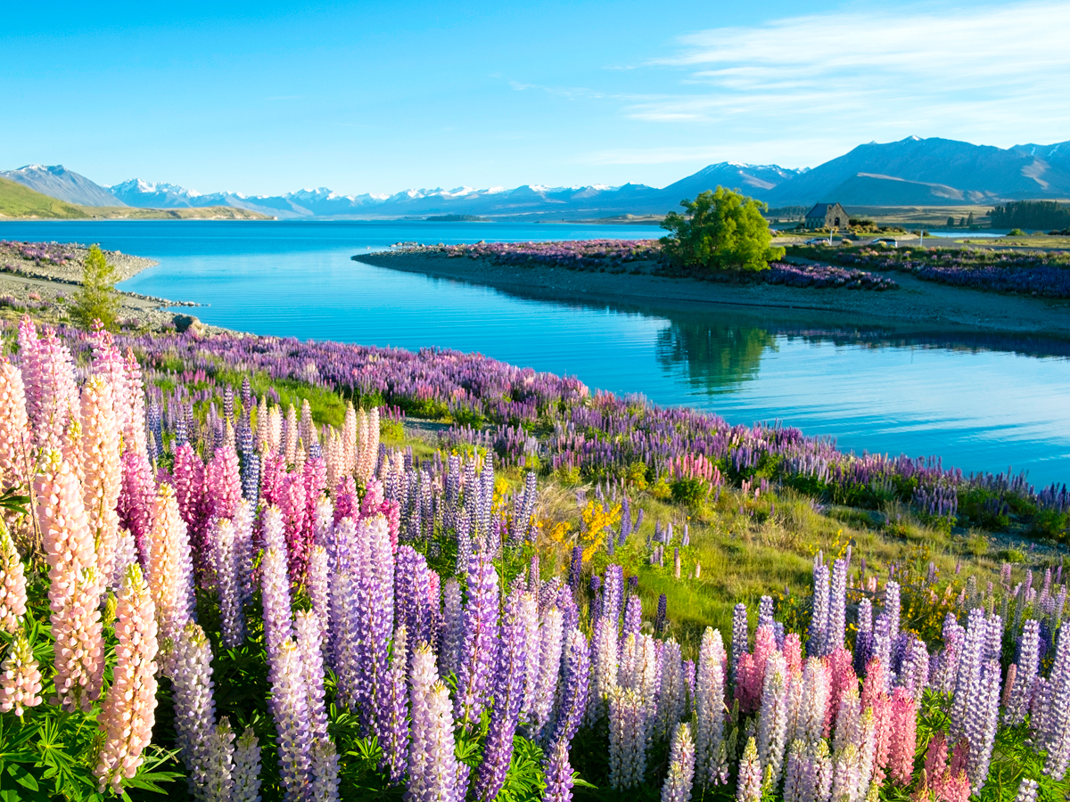 Colorful flowers on hill overlooking Lake Tekapo in New Zealand