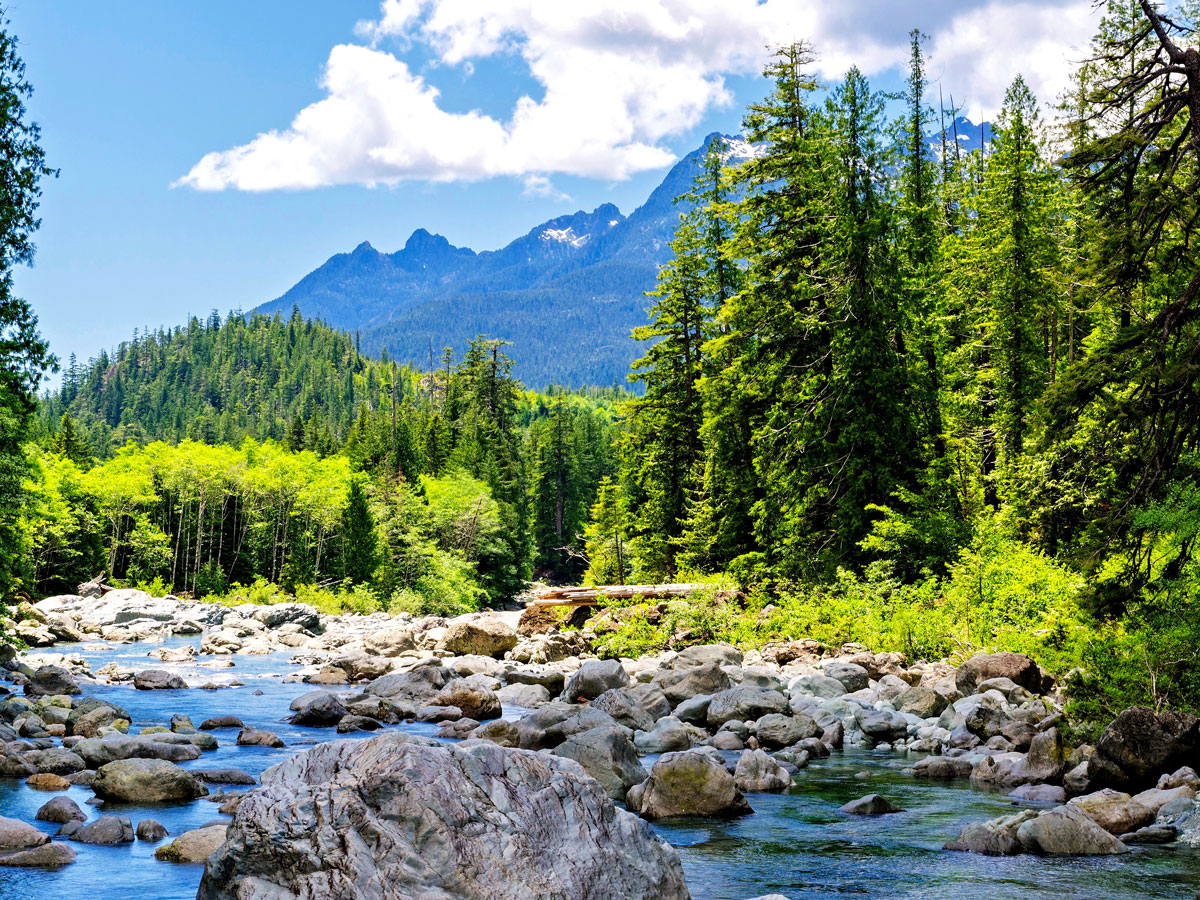 Creek running through forest and mountains of Vancouver Island