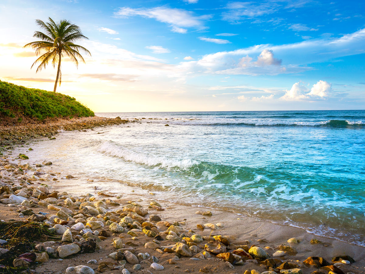 Single palm tree along rocky beach in Montego Bay, Jamaica
