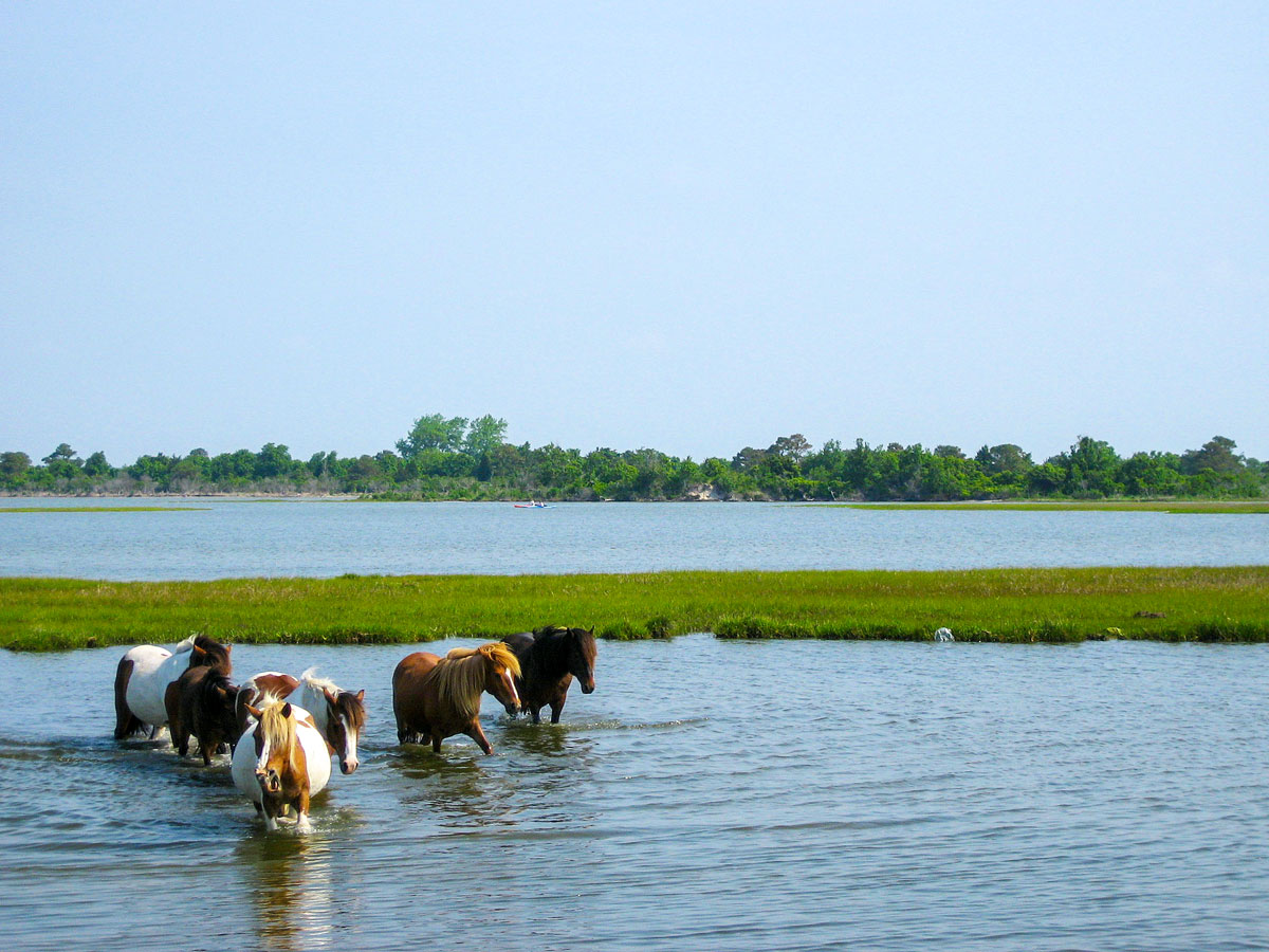 Wild horses wading in the waters off Chincoteague Island in Virginia