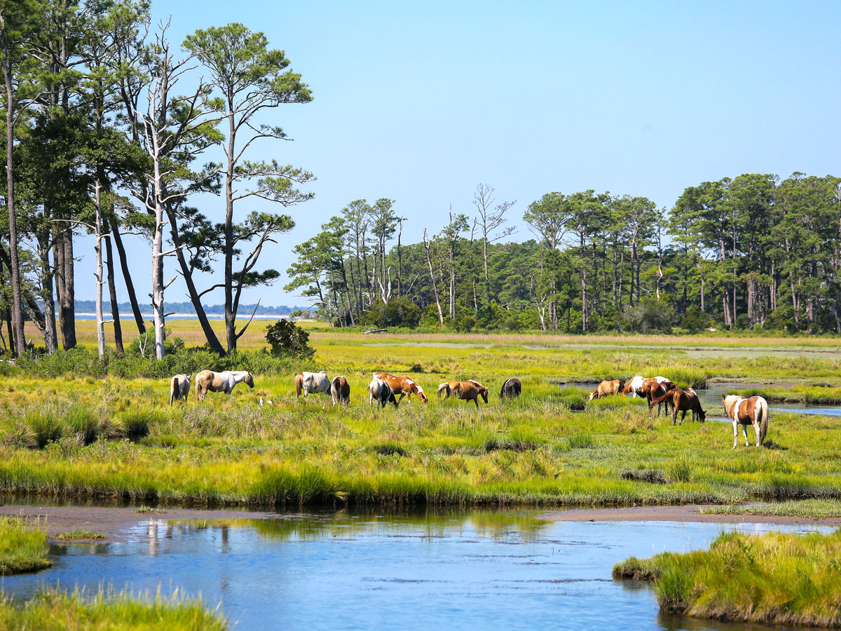 Horses grazing on Assateague Island