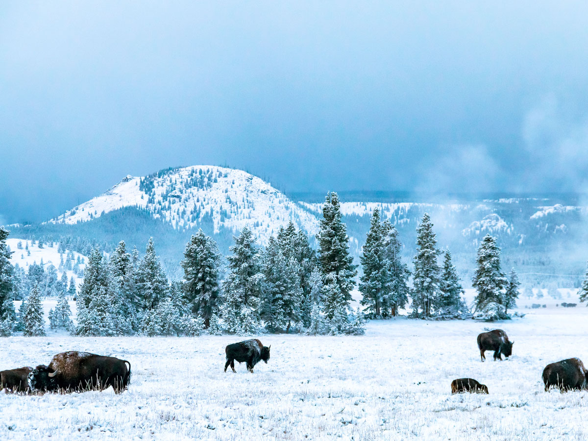Bison grazing on snowy Montana plain with mountains in background