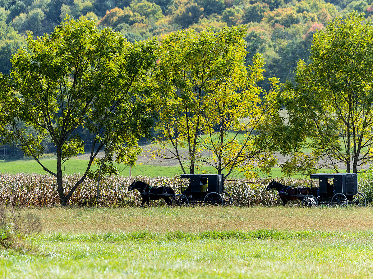 Horses and wagons in Holmes County, Ohio