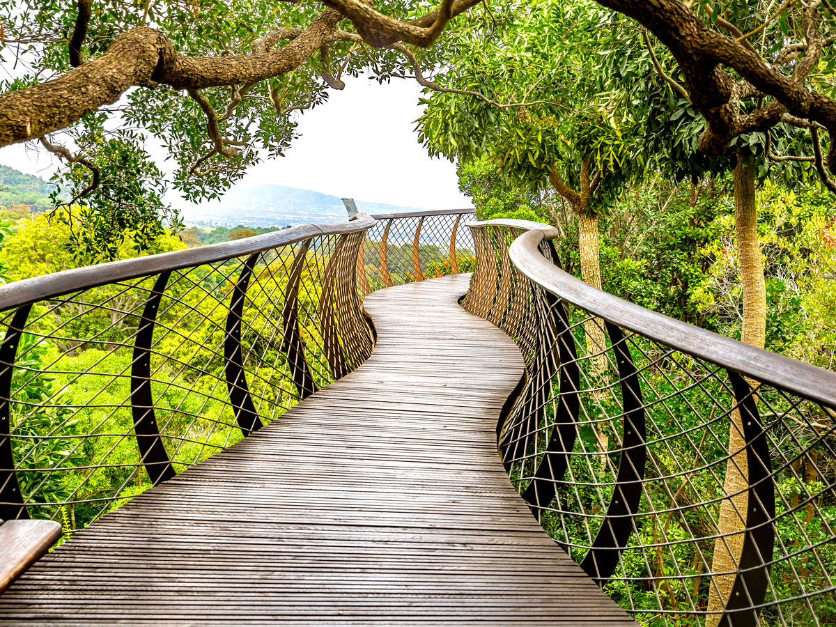 Winding canopy walkway in Cape Town’s Kirstenbosch National Botanical Garden 