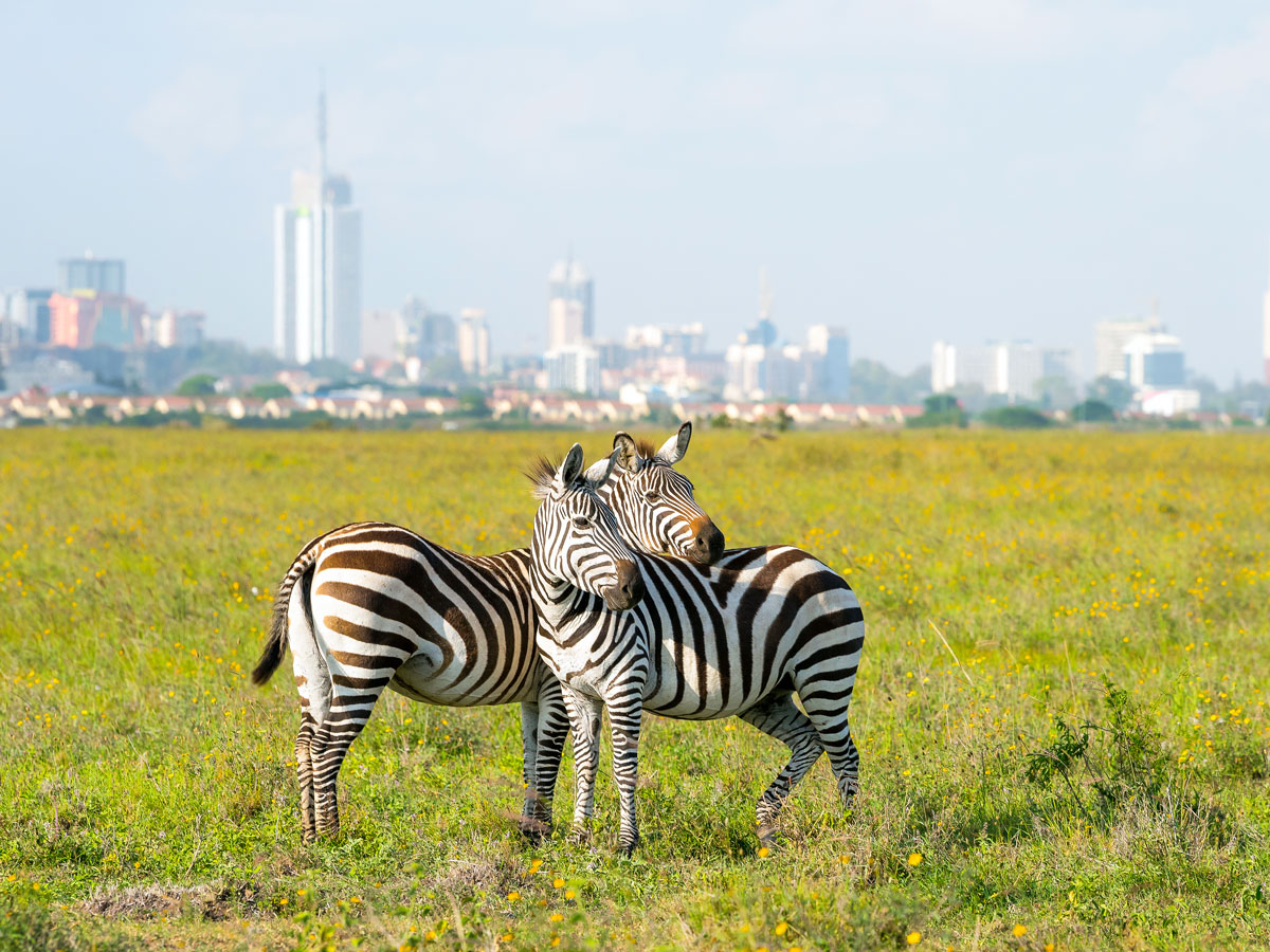 Pair of zebras with skyline of Nairobi, Kenya, in background