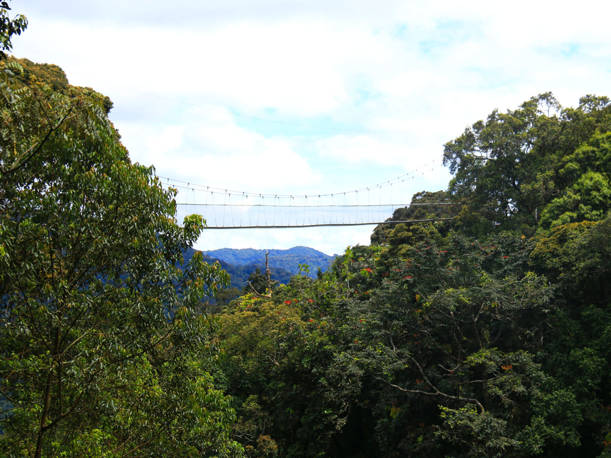 Suspension bridge over Rwanda’s Nyungwe Forest National Park