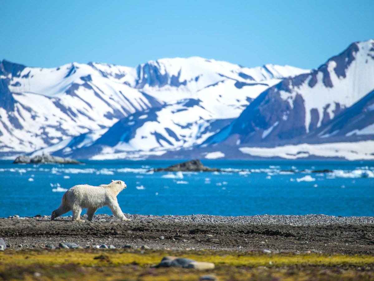 Polar bear roaming by sea in Spitsbergen, Norway