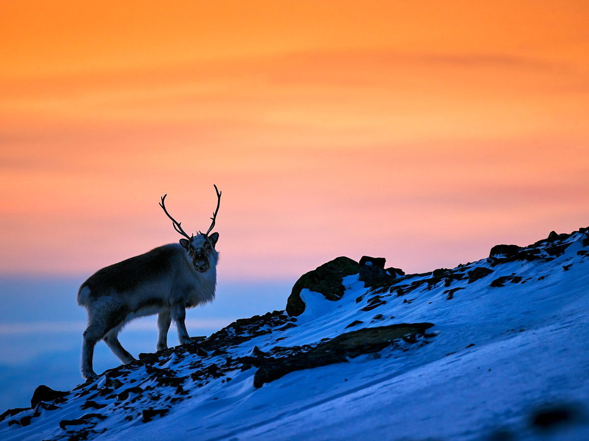 Wild reindeer on snowy mountainside in Svalbard, Norway
