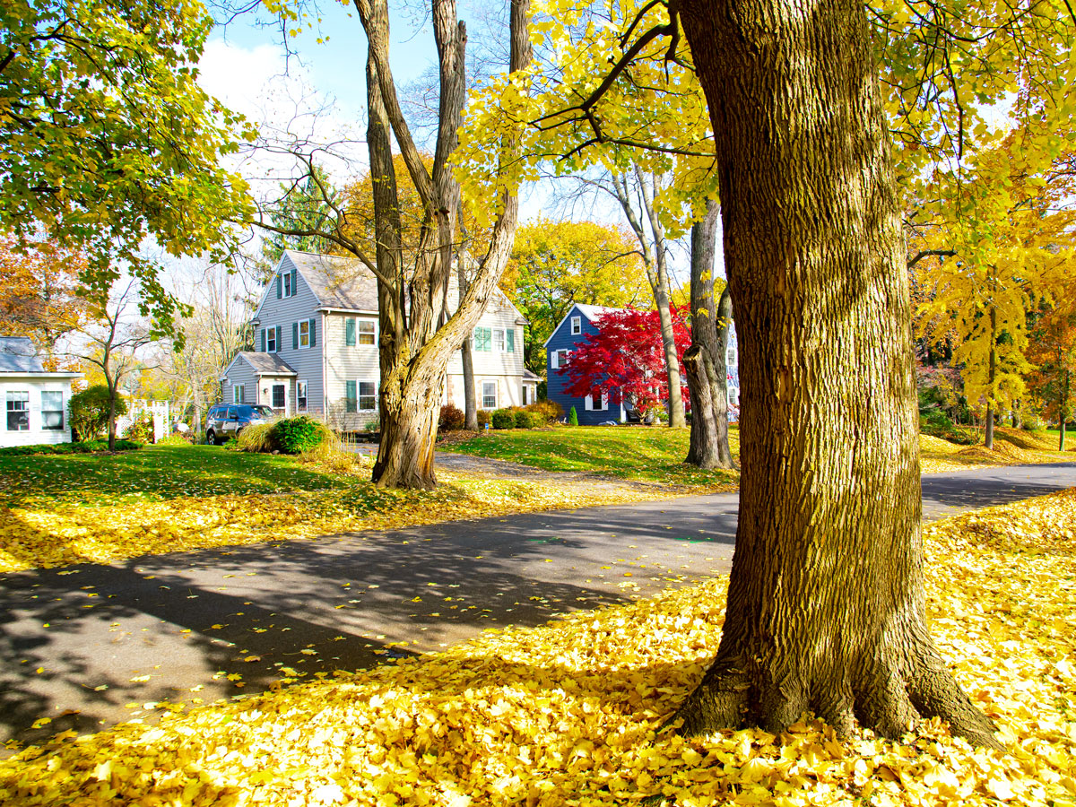 Fall leaves on residential street in Rochester