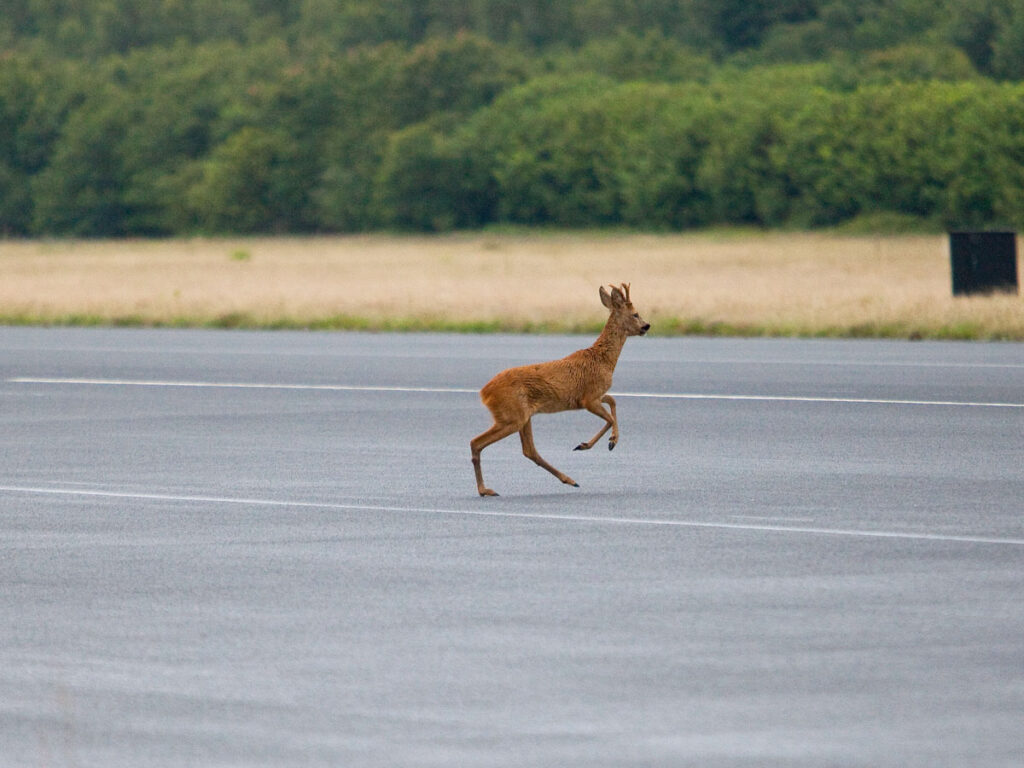 Deer on airport runway