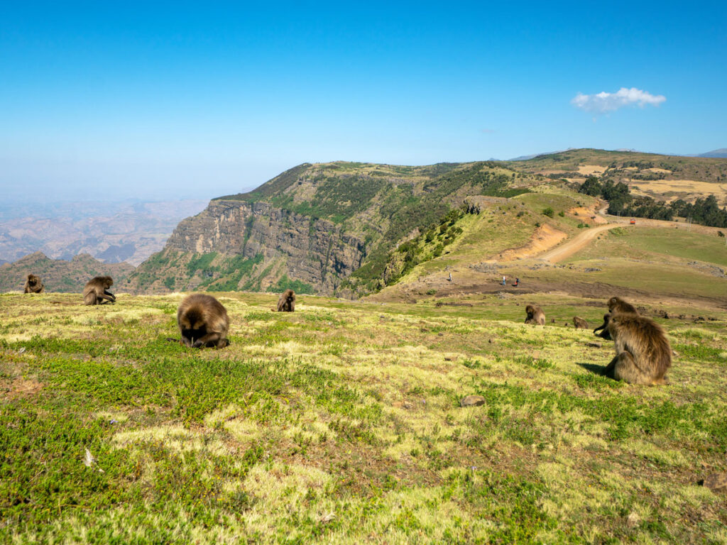Monkeys grazing on mountain in Ethiopia