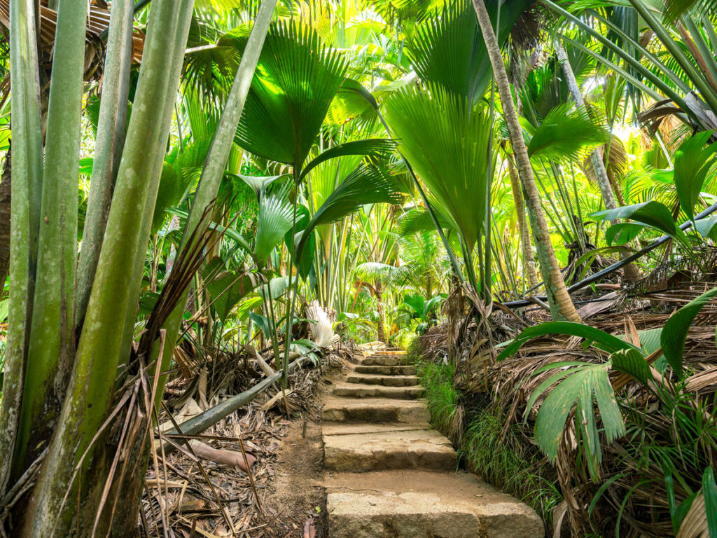 Steps through jungle in the Seychelles