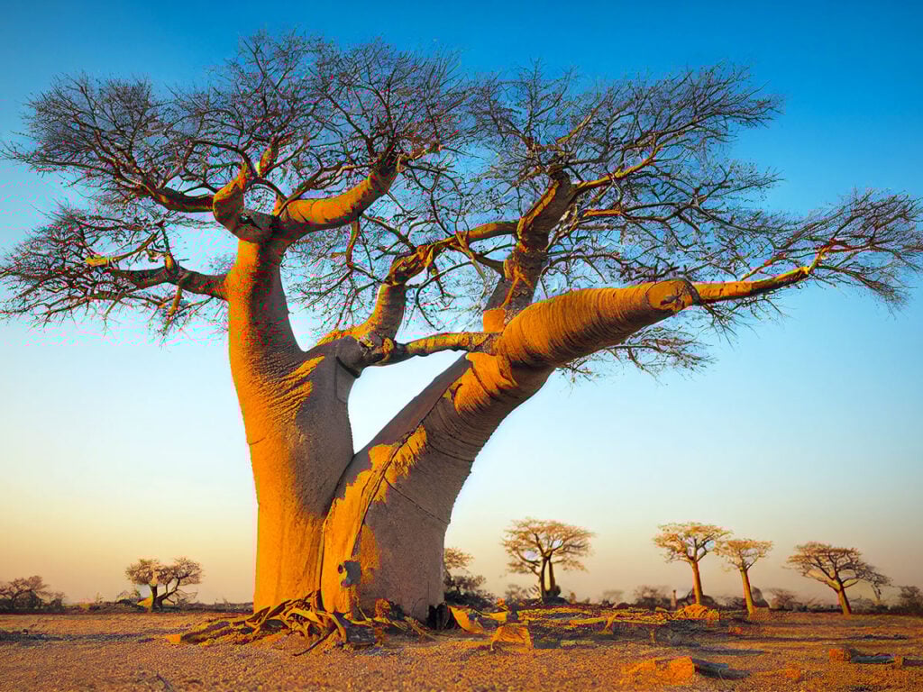 Baobab tree in Africa 